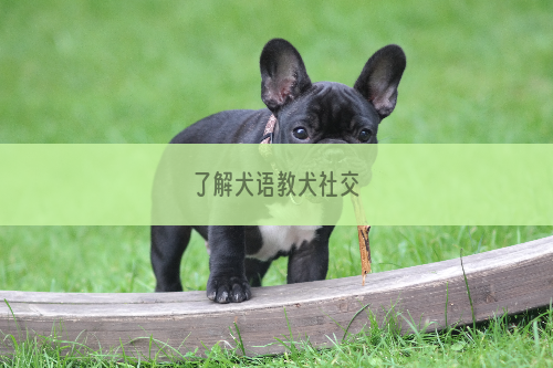 了解犬语教犬社交