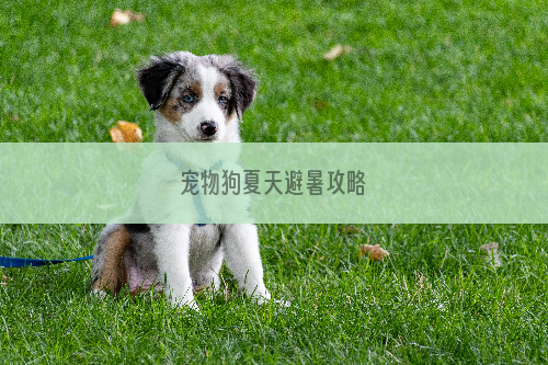 宠物狗夏天避暑攻略