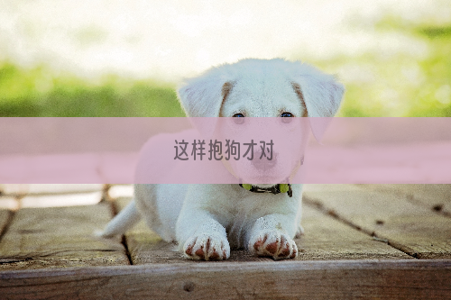 这样抱狗才对