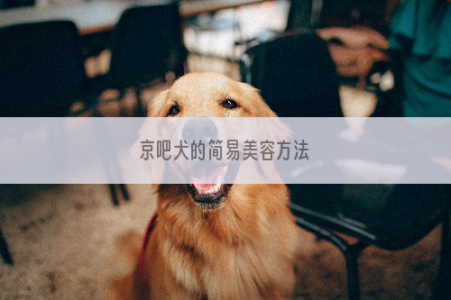 京吧犬的简易美容方法