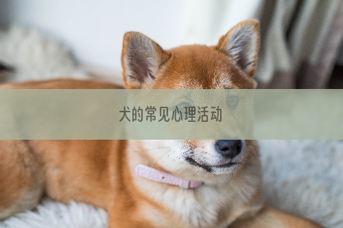 犬的常见心理活动