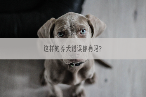 这样的养犬错误你有吗?