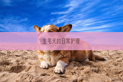 金毛犬的日常护理