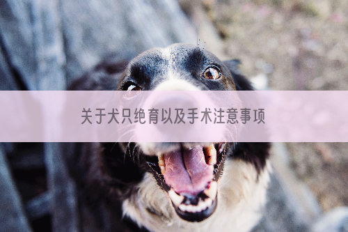 关于犬只绝育以及手术注意事项