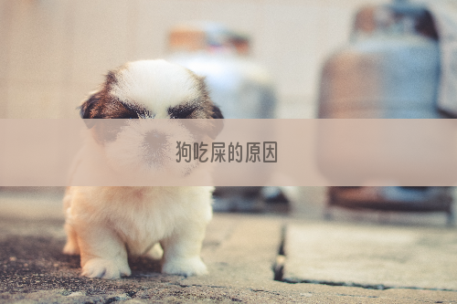 狗吃屎的原因