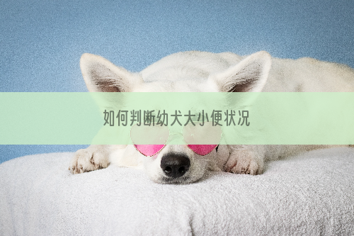 如何判断幼犬大小便状况