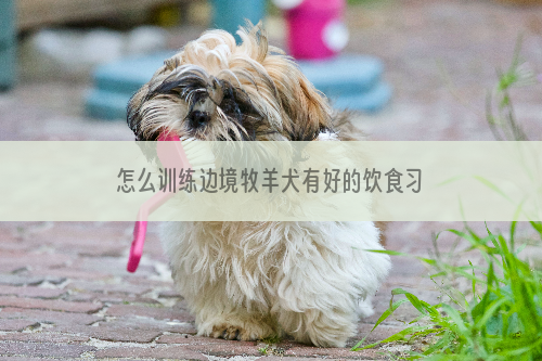 怎么训练边境牧羊犬有好的饮食习惯