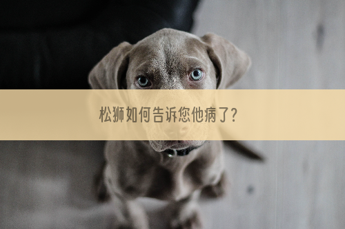 松狮如何告诉您他病了？