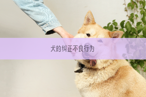 犬的纠正不良行为