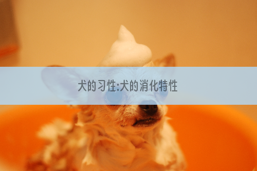 犬的习性:犬的消化特性