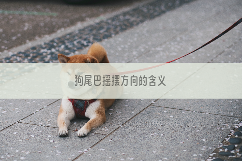 狗尾巴摇摆方向的含义
