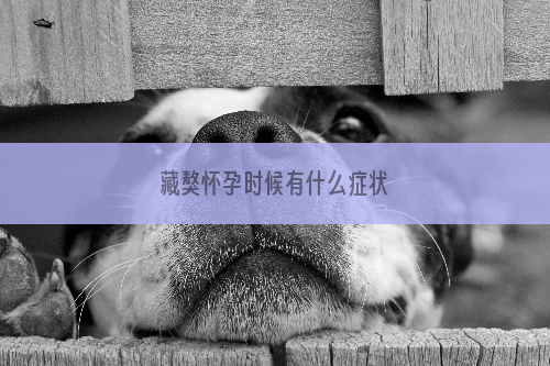 藏獒怀孕时候有什么症状