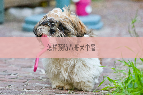 怎样预防八哥犬中暑