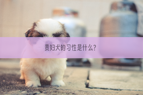 贵妇犬的习性是什么？