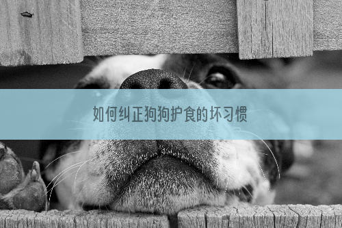 如何纠正狗狗护食的坏习惯