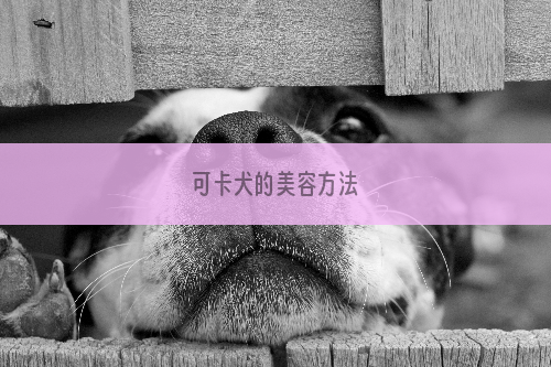 可卡犬的美容方法