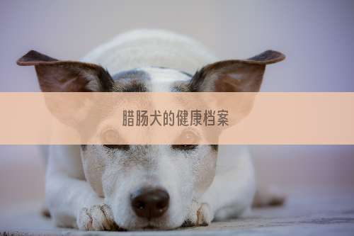 腊肠犬的健康档案