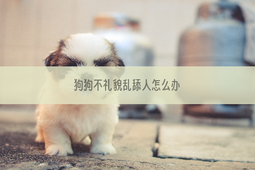狗狗不礼貌乱舔人怎么办