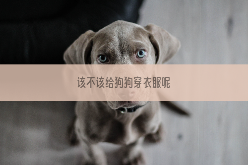 该不该给狗狗穿衣服呢
