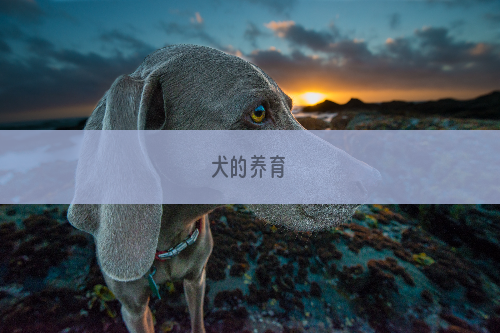 犬的养育