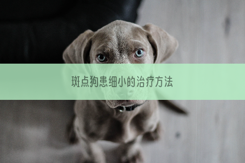 斑点狗患细小的治疗方法