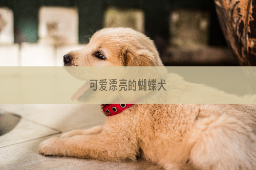 可爱漂亮的蝴蝶犬