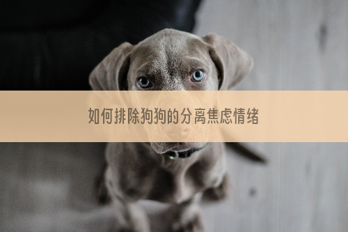 如何排除狗狗的分离焦虑情绪