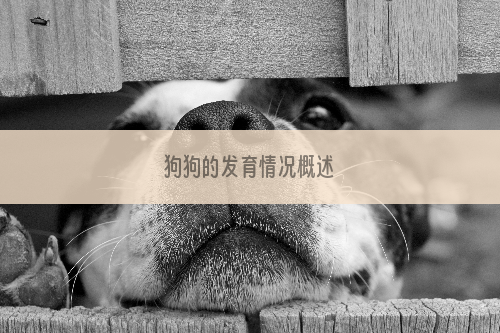 狗狗的发育情况概述
