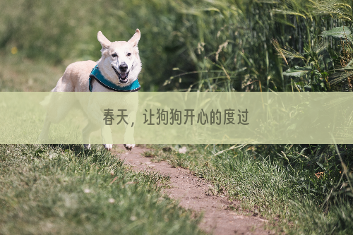 春天，让狗狗开心的度过
