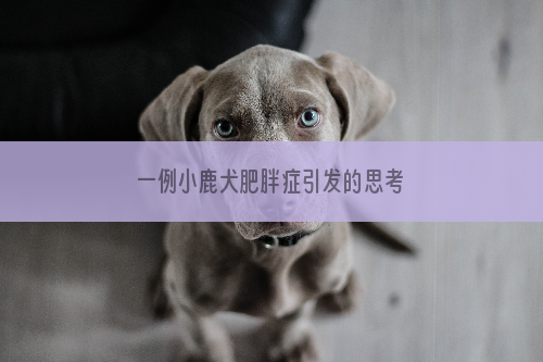 一例小鹿犬肥胖症引发的思考