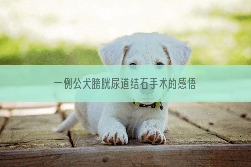 一例公犬膀胱尿道结石手术的感悟