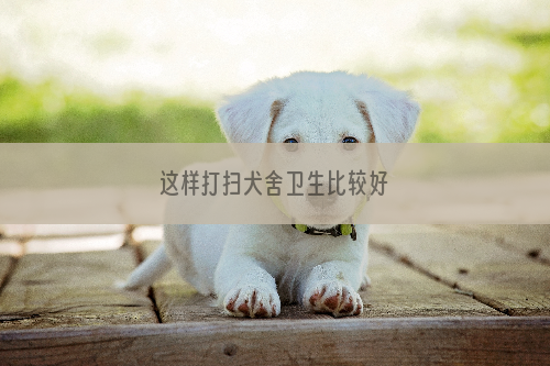 这样打扫犬舍卫生比较好