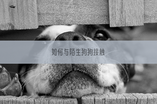 如何与陌生狗狗接触