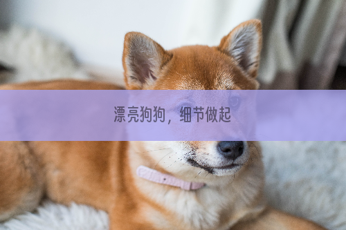 漂亮狗狗，细节做起