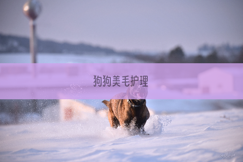 狗狗美毛护理