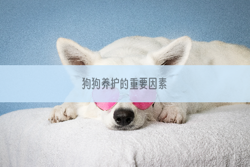 狗狗养护的重要因素
