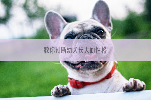 教你判断幼犬长大的性格