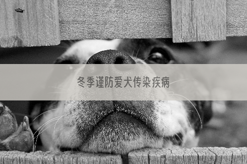 冬季谨防爱犬传染疾病