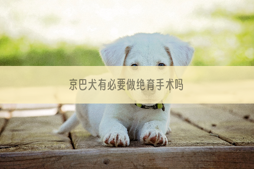 京巴犬有必要做绝育手术吗