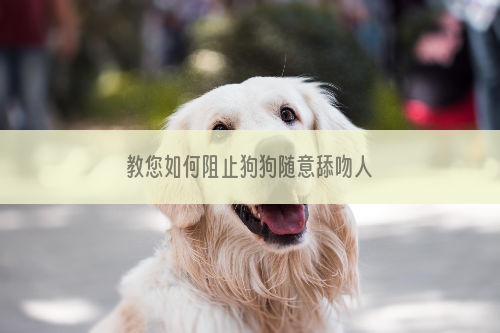 教您如何阻止狗狗随意舔吻人