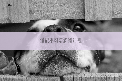 谨记不可与狗狗对视