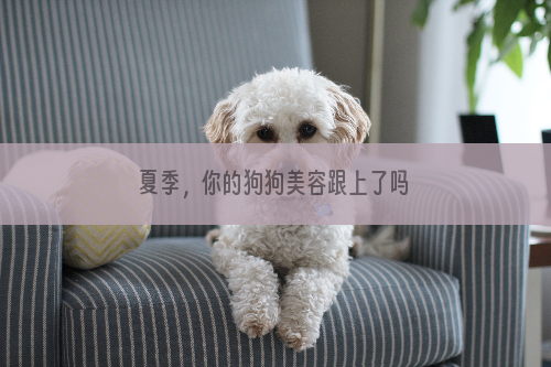 夏季，你的狗狗美容跟上了吗