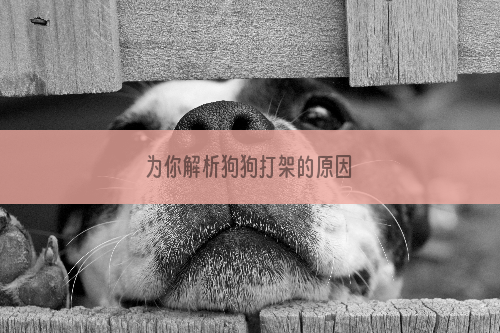 为你解析狗狗打架的原因