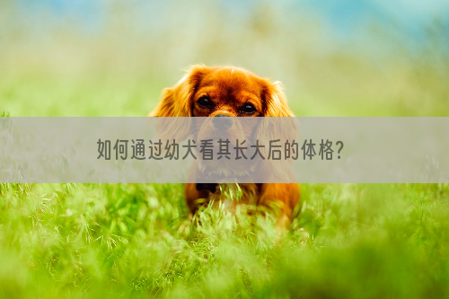 如何通过幼犬看其长大后的体格？