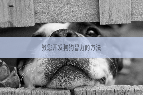 教您开发狗狗智力的方法