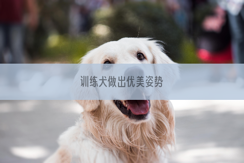 训练犬做出优美姿势