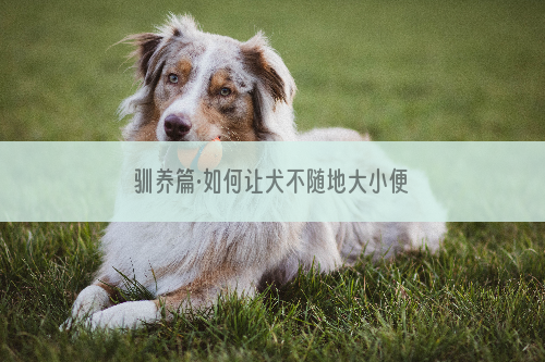 驯养篇·如何让犬不随地大小便