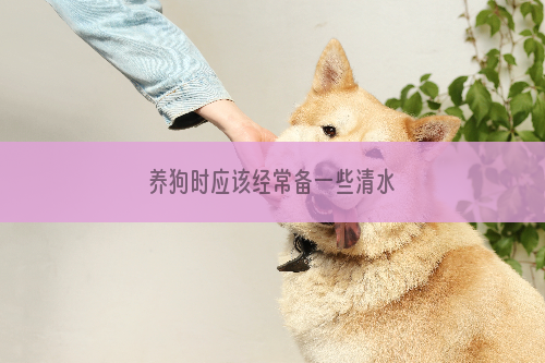 养狗时应该经常备一些清水