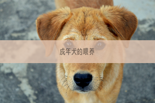 成年犬的喂养