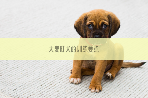 大麦町犬的训练要点